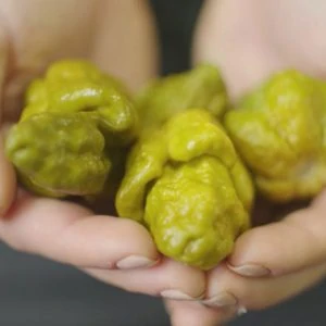 Papper X - najostrzejsza papryczka na świecie